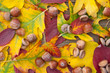 Herbstlaub