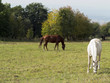 brown and white horses on pasture