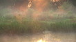Mist rises over swamp during dawn