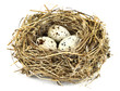 bird's nest 2