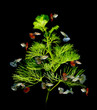 christmas tree concept with guppy fish on black background