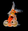 bubble balloon goldfish isolated on black background