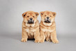 Two little Chow chow  puppies portrait