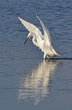 Foto: white egret fishing in the lake white egret fishing in the lake