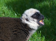 White Faced Brown Lemur