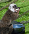 White Faced Brown Lemur