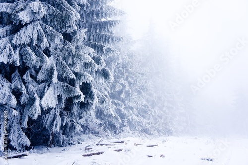 Photo: Winter forest with lot of trees covered by snow in mist Winter forest with lot of trees covered by snow in mist