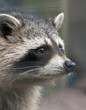 Raccoon