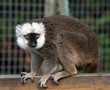 White Faced Brown Lemur