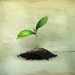 Plant, old-style