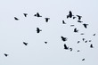 Rook - Corvus frugilegus