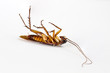 Dead cockroach