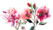 Beautiful Roses flowers, Watercolor painting