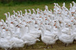 gänse