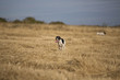 front view of pointer running