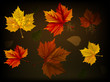 Leaves in autumn