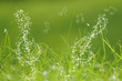 erfrischender Morgentau, Wassertropfen bilden Noten