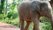 Thai elephant walking down a dirt road with a chain attached