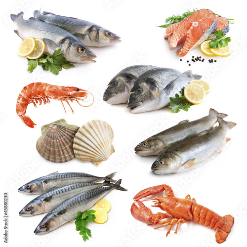 Photo: Fisch Collage Fisch Collage
