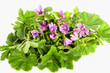 with wild mallow flowers