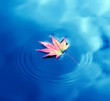 Autumn maple leaf on water