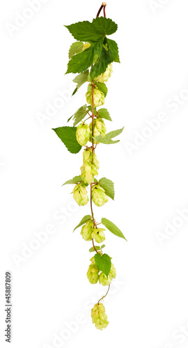 Photo: hops hops