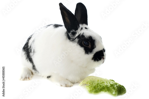 Photo: young dwarf rabbit young dwarf rabbit