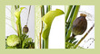 Moderene Floristik - Collage