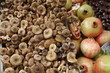 autumn fruits with mushrooms and chestnuts and pomegrana