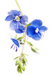 Photo: Dark blue field flower, it is isolated on white Dark blue field flower, it is isolated on white