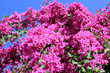 Photo: blooming bougainvillea blooming bougainvillea