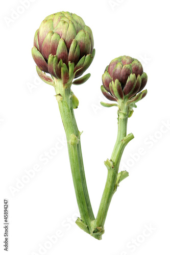 Photo: Artichoke Artichoke
