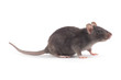 rat