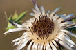 Carlina acaulis