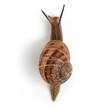 Garden snail isolated on white background.