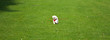 Small dog in the middle of the field