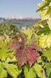 Red, yellow and green leaves of vine