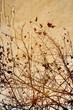 flower abstract