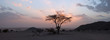 Tree in the Sahara desert, sunset