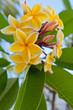 bouquet de frangipanier jaune