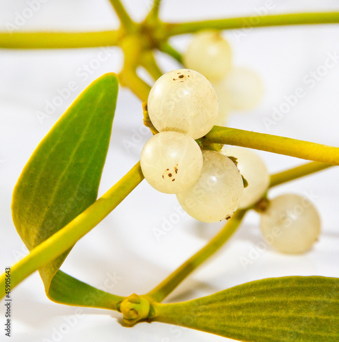 Photo: Mistelbeeren Mistelbeeren