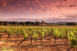 Amazing Vineyard Sunset in france