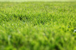 Photo: Beautiful green grass texture Beautiful green grass texture