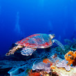 Green Sea Turtle near Coral Reef, Bali