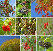 Im Herbst
