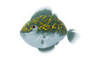 fish graphic
