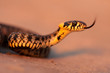 Photo: Aggressive snake Aggressive snake
