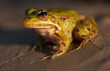 Photo: Frog on the bank Frog on the bank