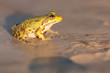 Photo: Frog on the bank Frog on the bank