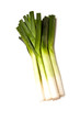 Leeks isolated on a white studio background.
